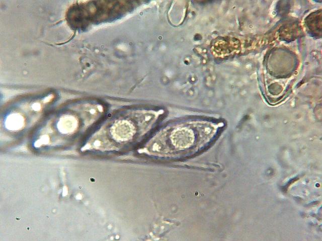 Discina gigas